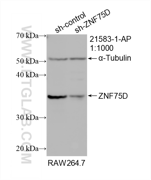 WB analysis of RAW 264.7 using 21583-1-AP