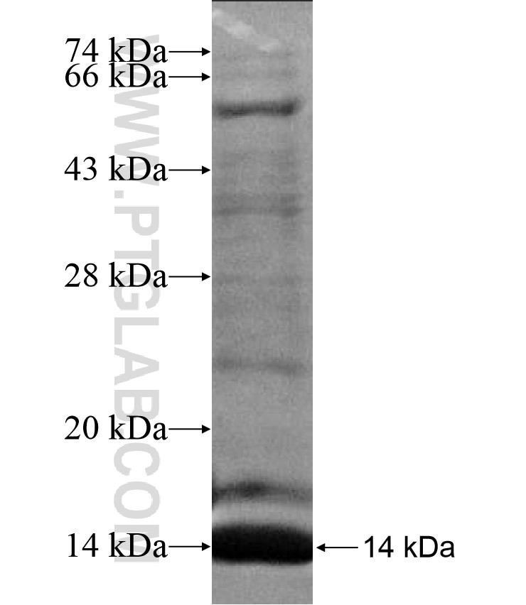 ZNF75D fusion protein Ag17372 SDS-PAGE