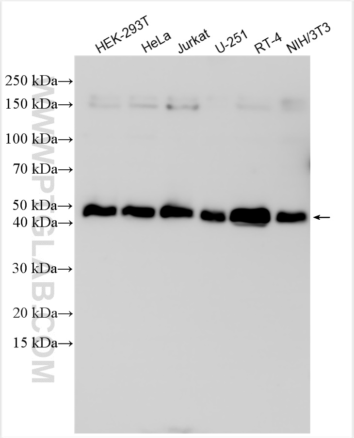 WB analysis using 31934-1-AP