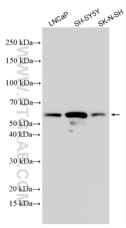 WB analysis using 33351-1-AP