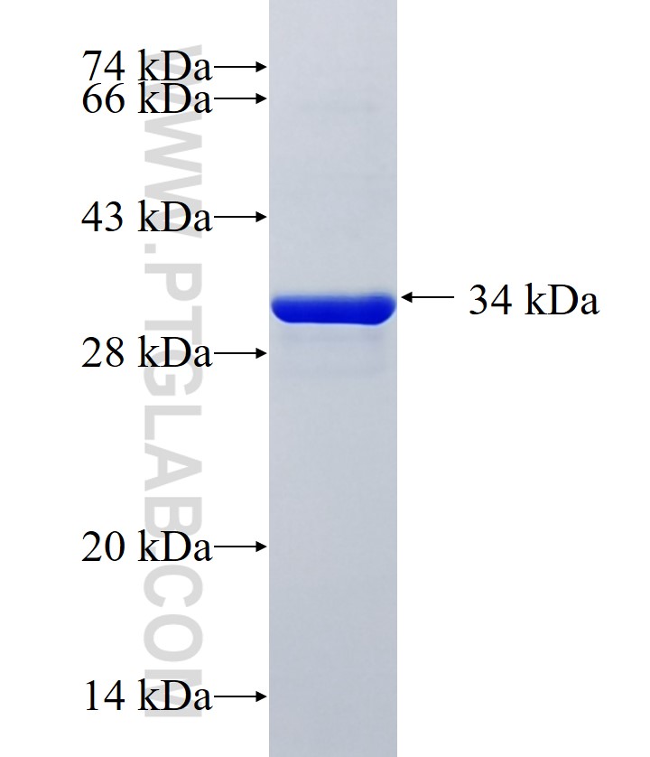 ZNF93 fusion protein Ag37228 SDS-PAGE ZNF93 fusion protein Ag37228 SDS-PAGE