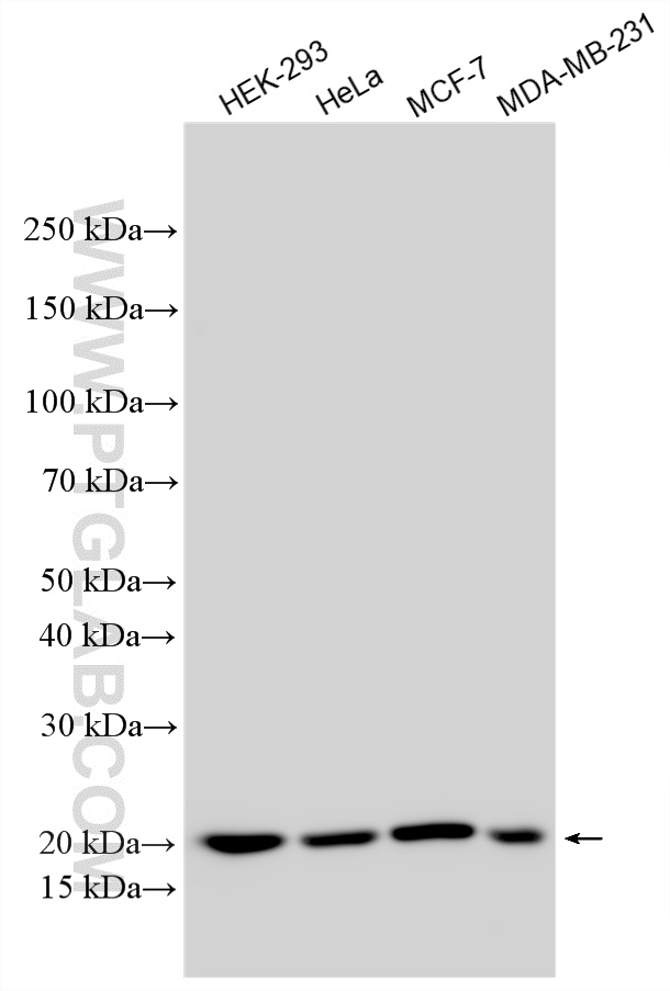 WB analysis using 16595-1-AP (same clone as 16595-1-PBS) WB analysis using 16595-1-AP (same clone as 16595-1-PBS)