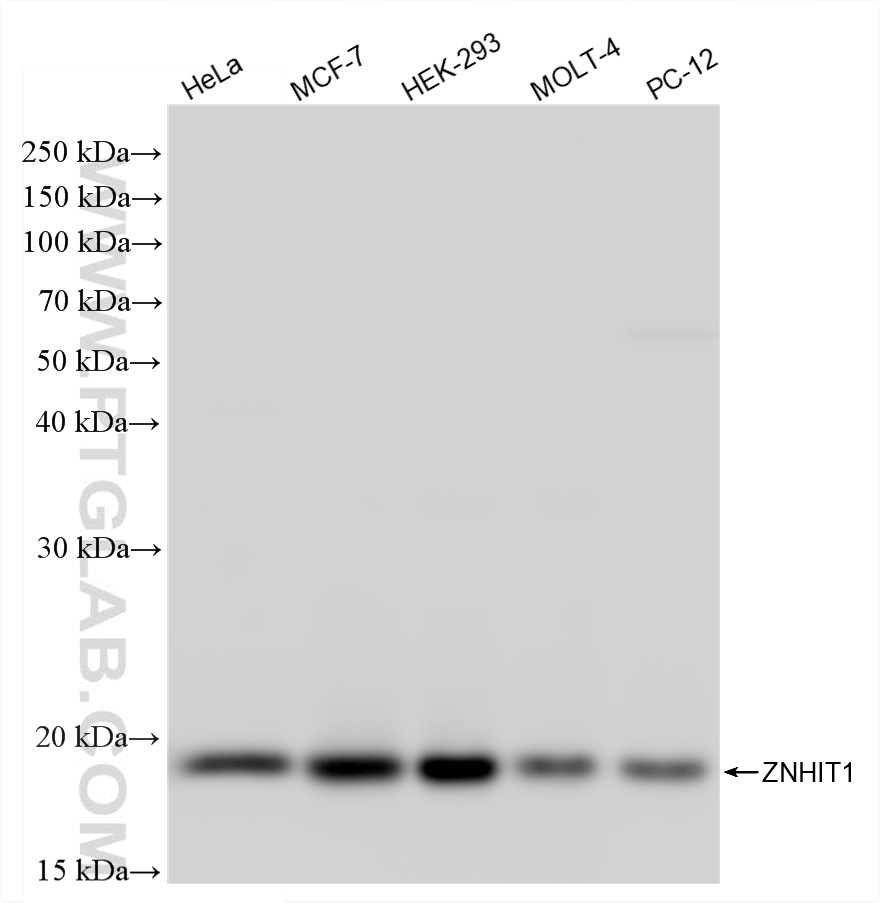 WB analysis using 87390-1-RR (same clone as 87390-1-PBS)