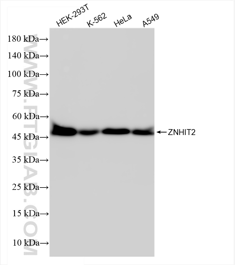 WB analysis using 84418-7-RR (same clone as 84418-7-PBS)