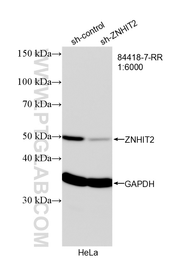 WB analysis of HeLa using 84418-7-RR