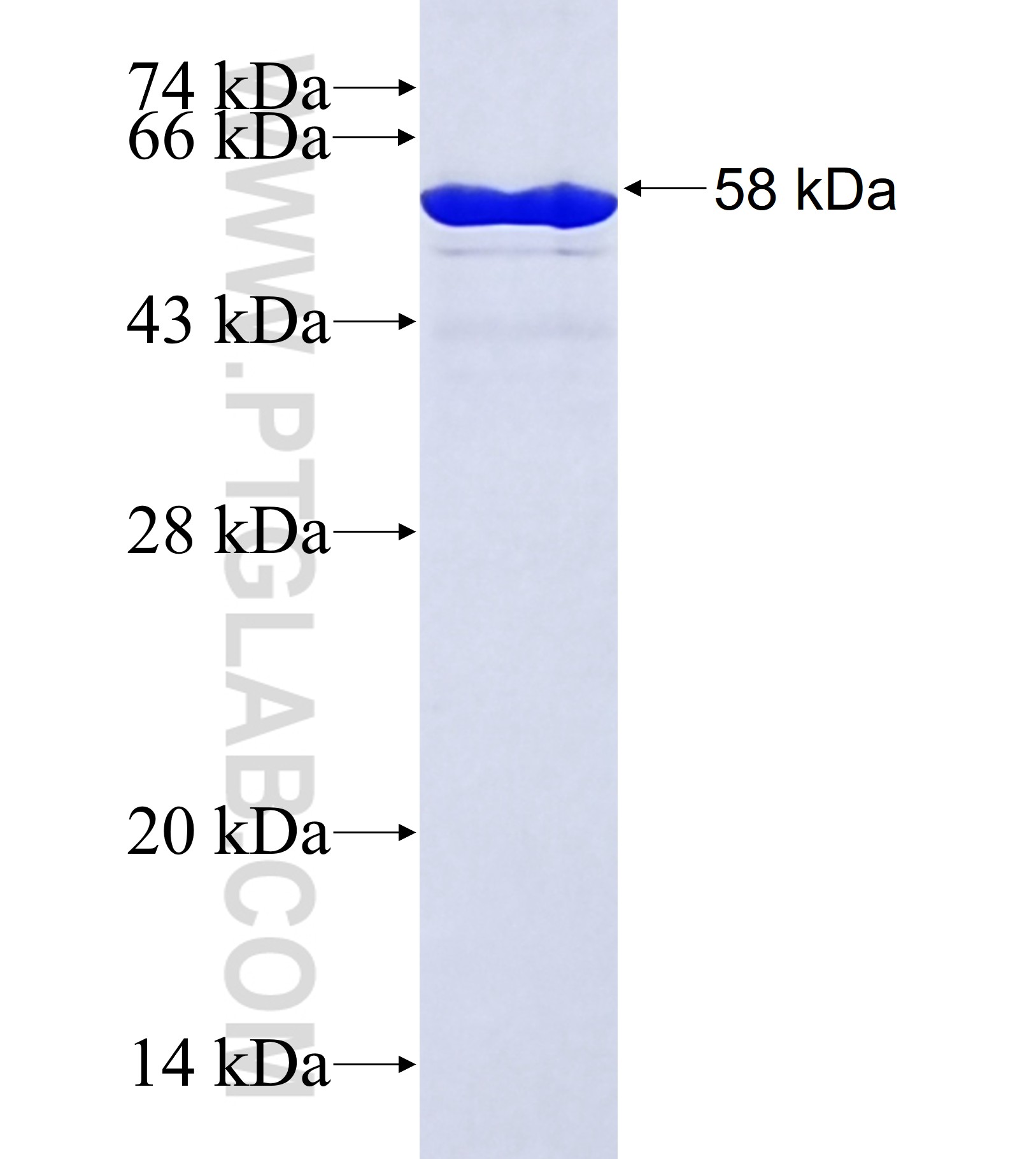 ZO-1 fusion protein Ag42022 SDS-PAGE