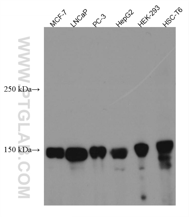 WB analysis using 67387-1-Ig