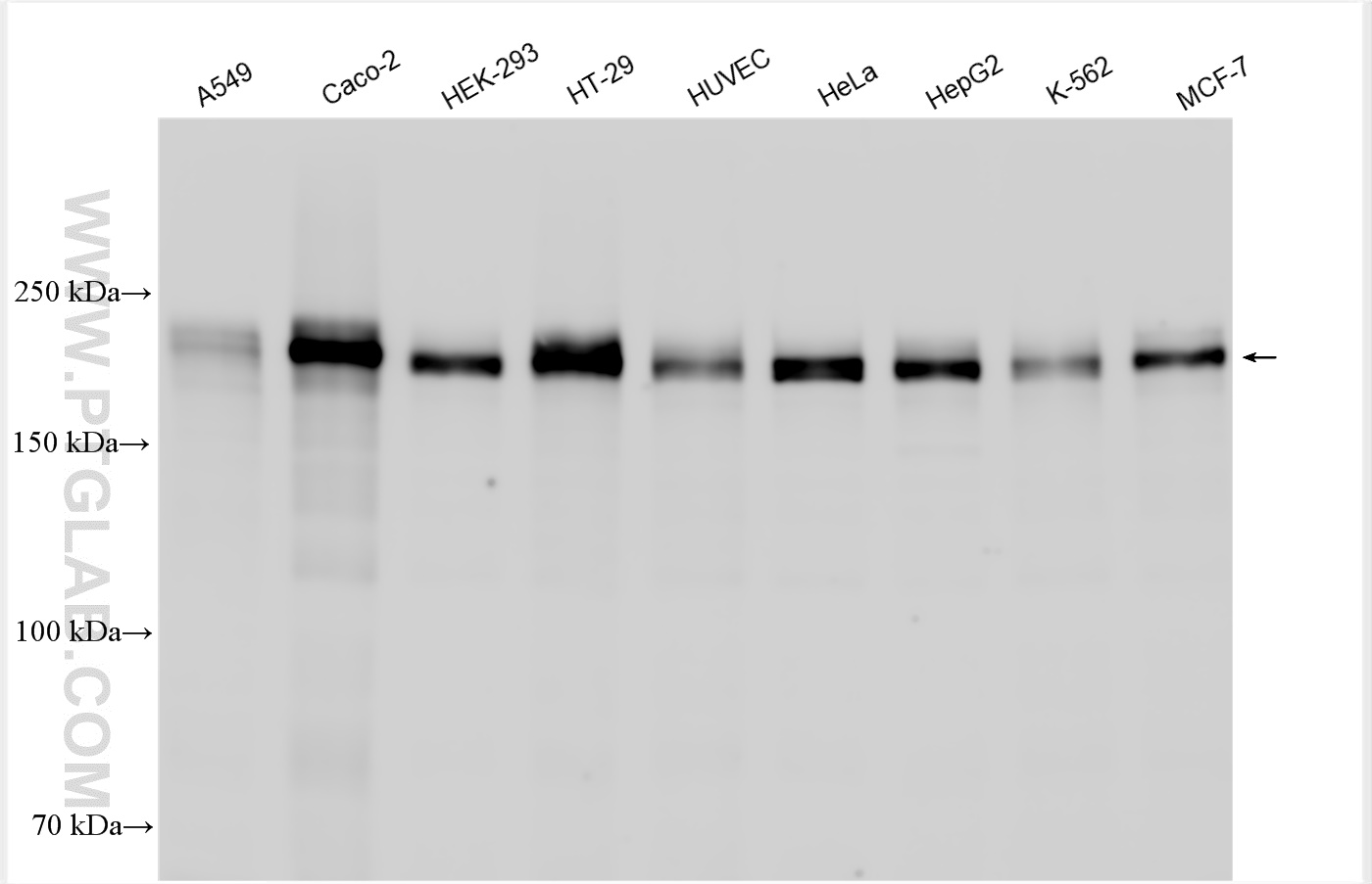 WB analysis using 21773-1-AP