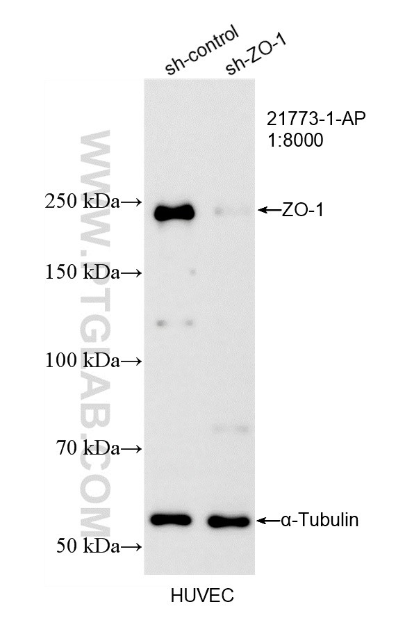 WB analysis of HUVEC using 21773-1-AP