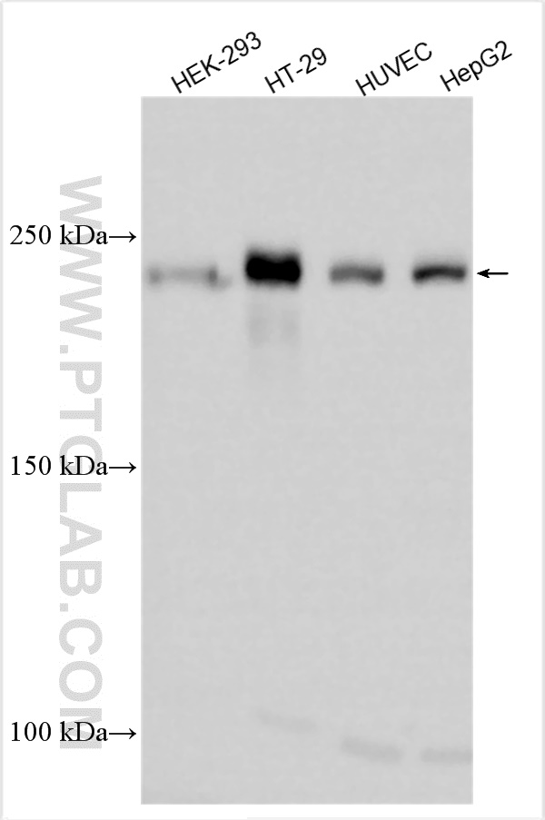 WB analysis using 30487-1-AP