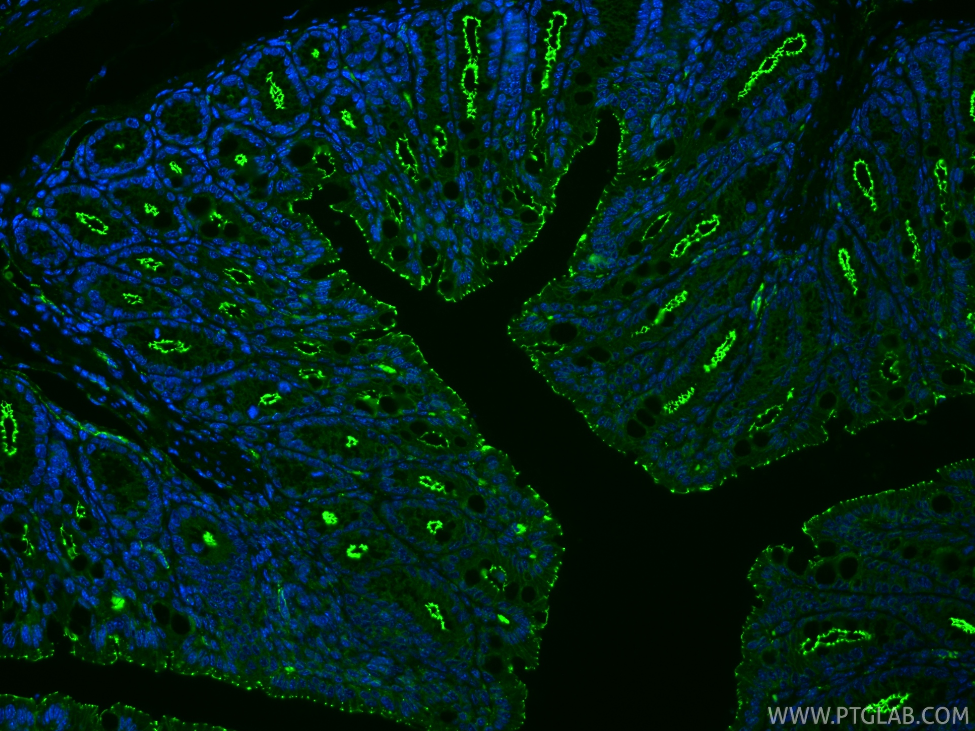 IF Staining of mouse colon using 82870-7-RR