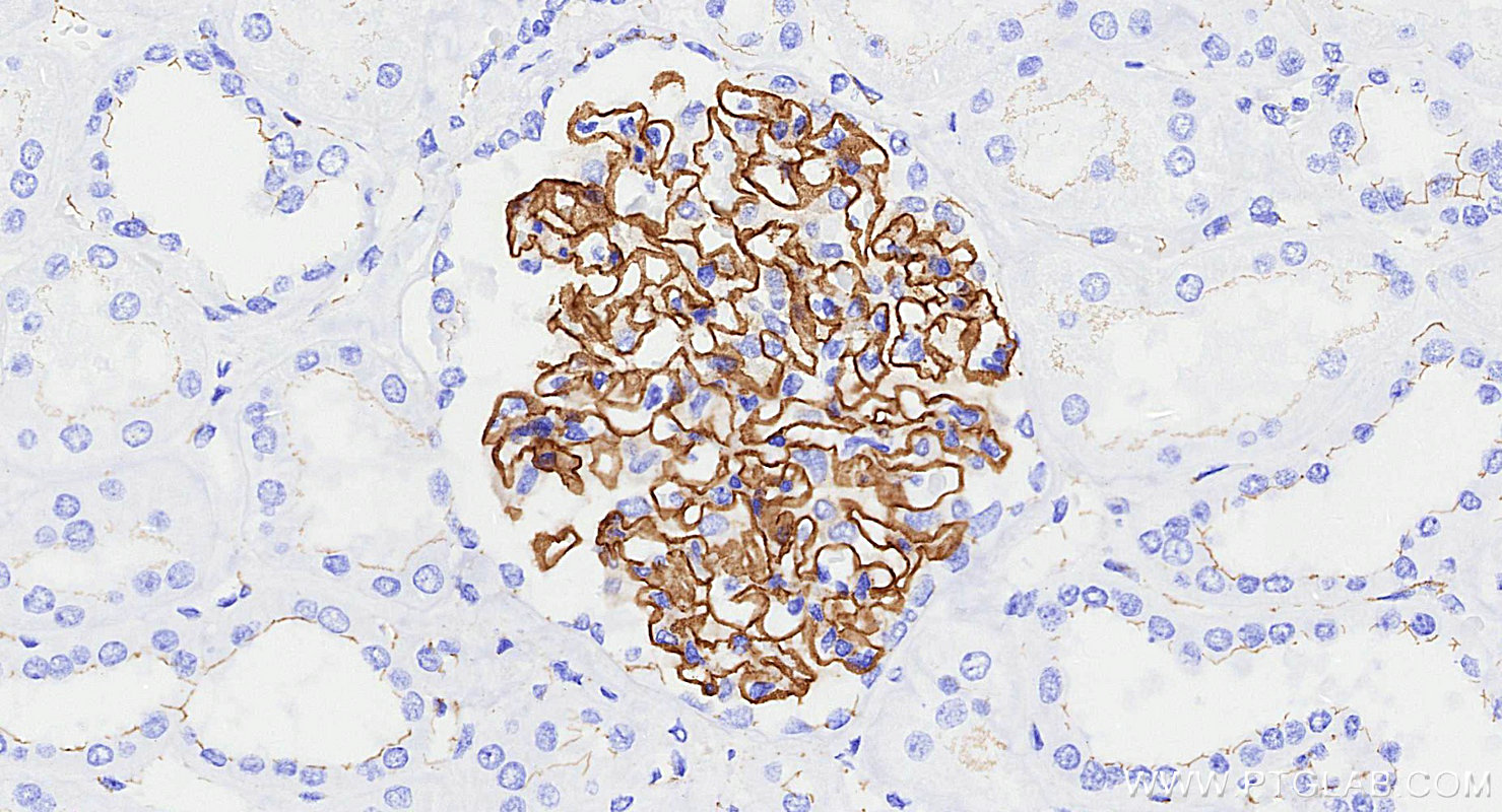 IHC staining of human kidney using 82870-7-RR (same clone as 82870-7-PBS)