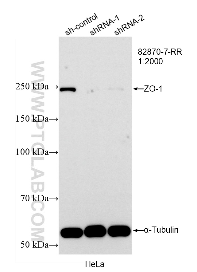 WB analysis of HeLa using 82870-7-RR (same clone as 82870-7-PBS)
