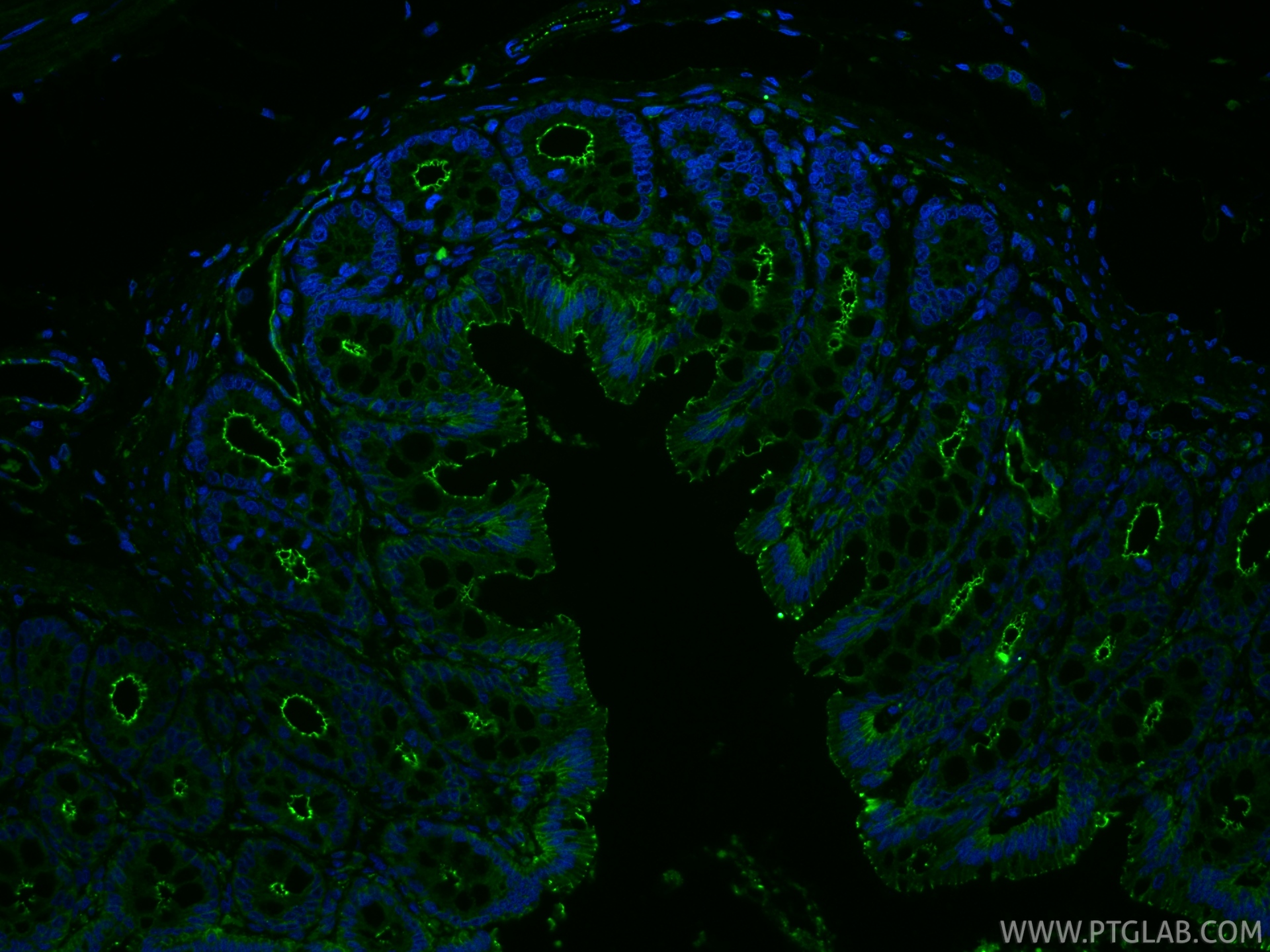 IF Staining of rat colon using RMX00002 IF Staining of rat colon using RMX00002