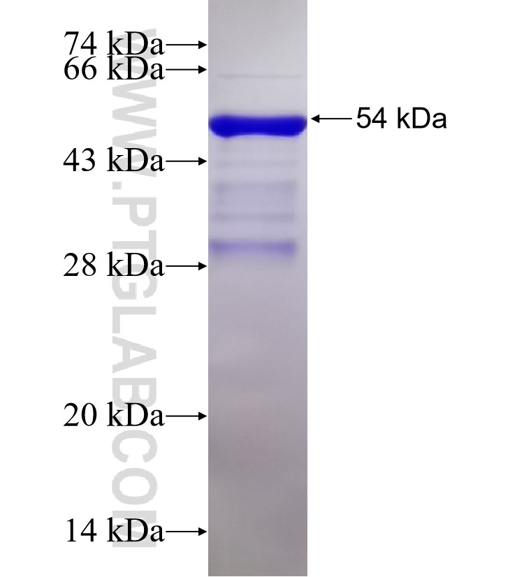 ZO1 fusion protein Ag33182 SDS-PAGE