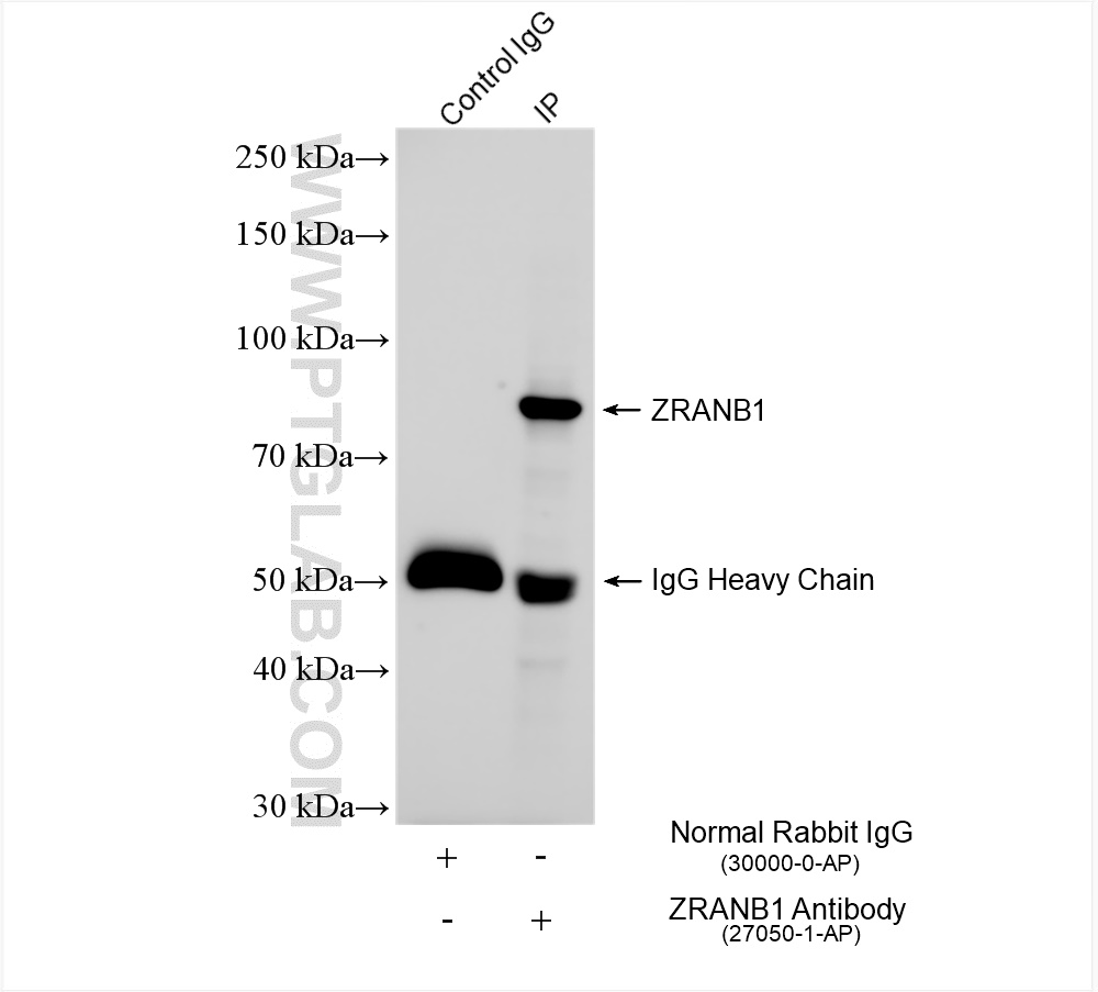 IP experiment of mouse cerebellum using 27050-1-AP