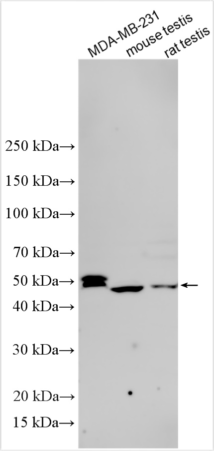 Various lysates were subjected to SDS PAGE followed by western blot with 32583-1-AP (ZSCAN1 antibody) at dilution of 1:2000 incubated at room temperature for 1.5 hours. WB analysis using 32583-1-AP