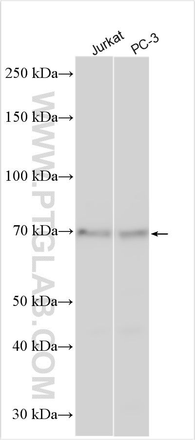 WB analysis using 26461-1-AP