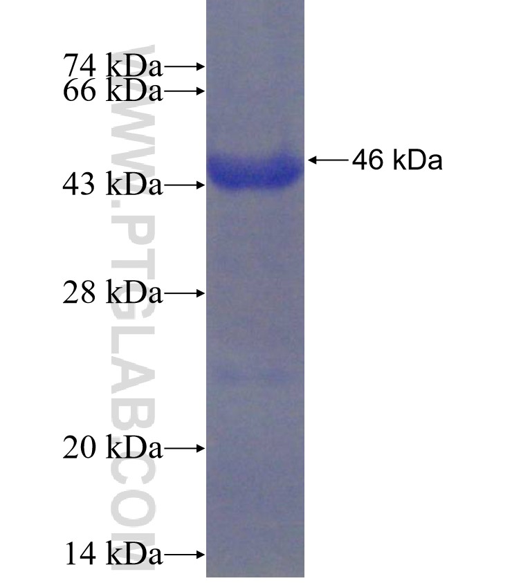 ZSWIM3 fusion protein Ag22380 SDS-PAGE