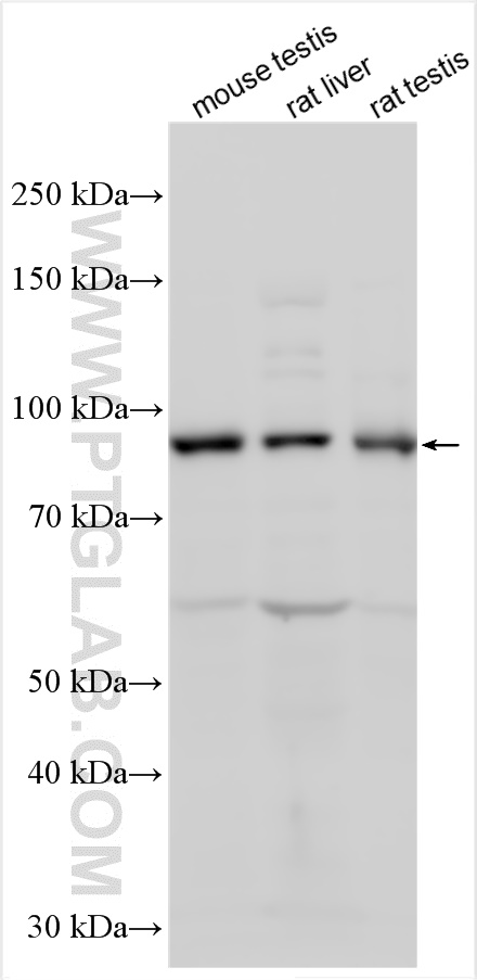 WB analysis using 24561-1-AP