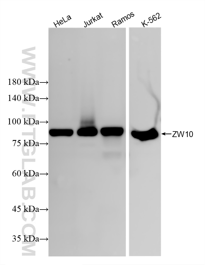 WB analysis using 86726-1-RR