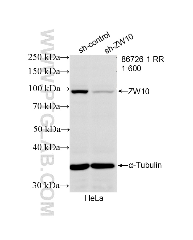 WB analysis of HeLa using 86726-1-RR