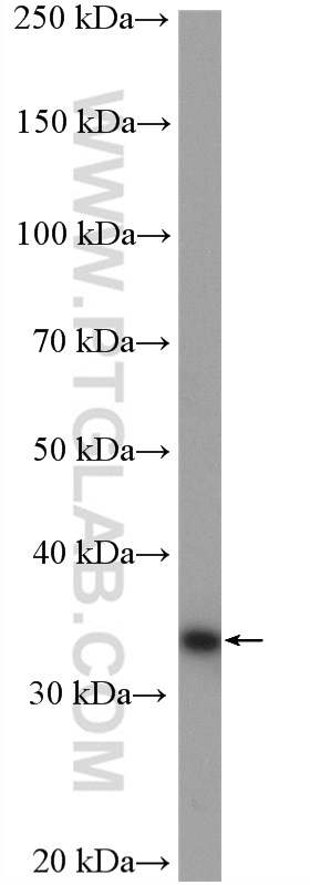 WB analysis of HepG2 using 12282-2-AP