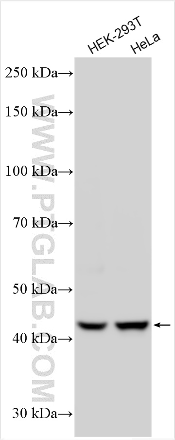 WB analysis using 30597-1-AP