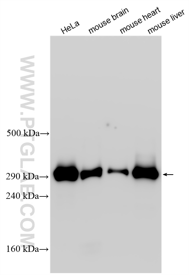 WB analysis using 33605-1-AP