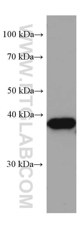 WB analysis of pig brain using 67262-1-Ig (same clone as 67262-1-PBS)