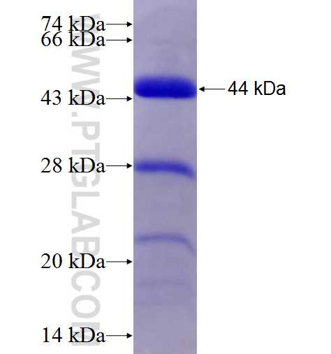 a-Actinin fusion protein Ag28383 SDS-PAGE