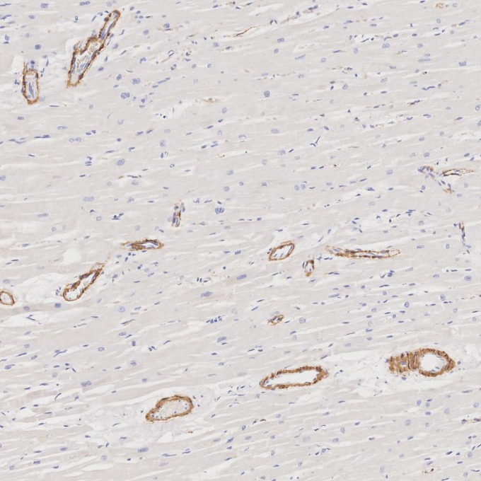 IHC staining of human heart using 80008-1-RR