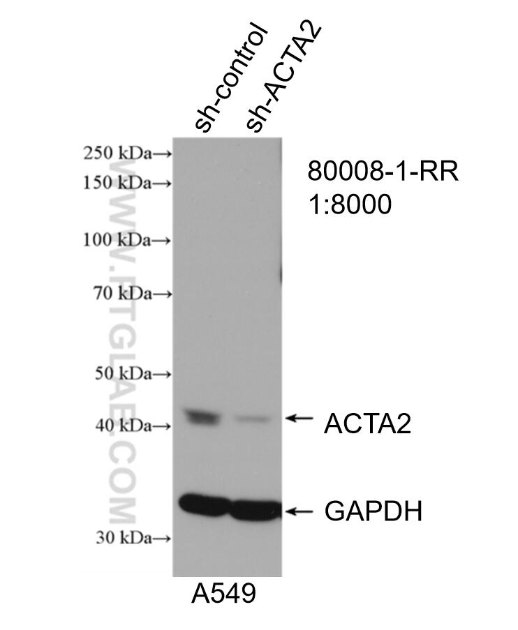 WB analysis of A549 using 80008-1-RR