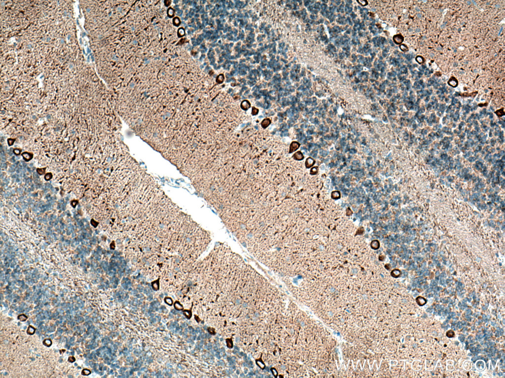 IHC staining of mouse cerebellum using 66412-1-Ig