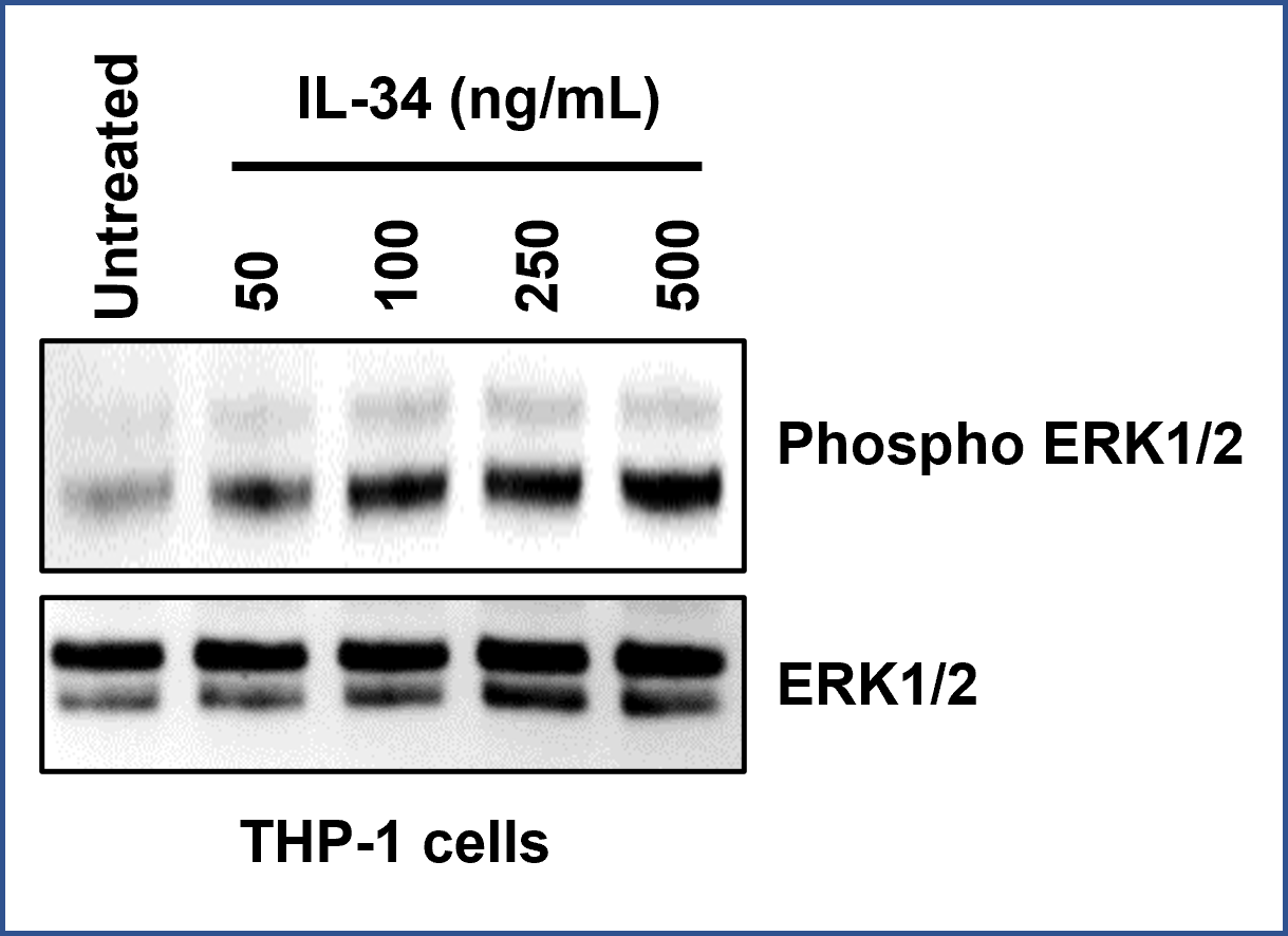 1 million THP-1 cells were seeded in a 24-well plate with serum free RPMI 1640 medium overnight. ​
Cells were treated with indicated amounts of IL-34 (HZ-1316)  for 5 min before lysis with RIPA buffer. ​
Phosphorylation ERK 1/2 (PTG #28733-1-AP) and total ERK 1/2 (PTG #11257-1-AP) antibodies were​
used to detect IL-34 induced ERK1/2 phosphorylation.