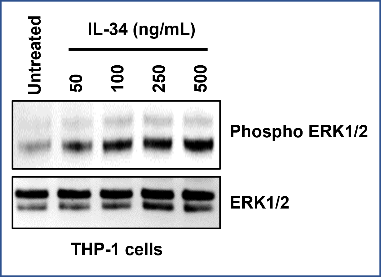 1 million THP-1 cells were seeded in a 24-well plate with serum free RPMI 1640 medium overnight. ​
Cells were treated with indicated amounts of IL-34 (HZ-1316)  for 5 min before lysis with RIPA buffer. ​
Phosphorylation ERK 1/2 (PTG #28733-1-AP) and total ERK 1/2 (PTG #11257-1-AP) antibodies were​
used to detect IL-34 induced ERK1/2 phosphorylation.