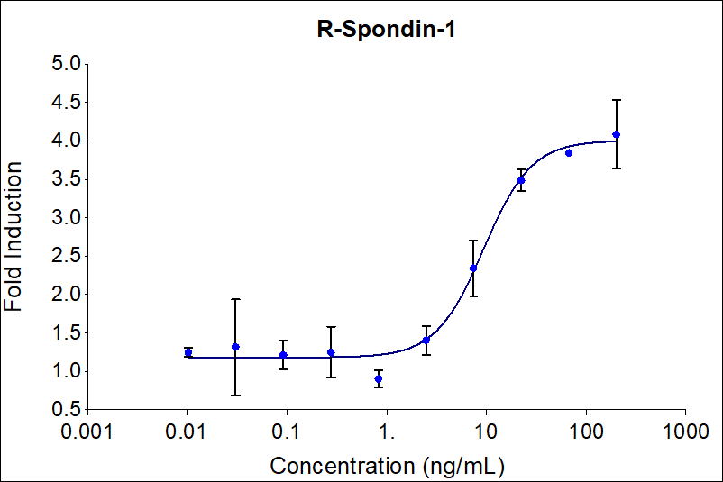 Recombinant human R-Spondin-1 (HZ-1328) induces dose-dependent luciferase production in a HEK293 TCF/LEF reporter cell line. Luciferase production was assessed by One-Step™ luciferase assay Kit. HEK293 TCF/LEF reporter cells were treated with increasing concentrations of recombinant R-Spondin-1 for 6 hours. The EC50 was determined using a 4-Parameter non-linear regression model.

