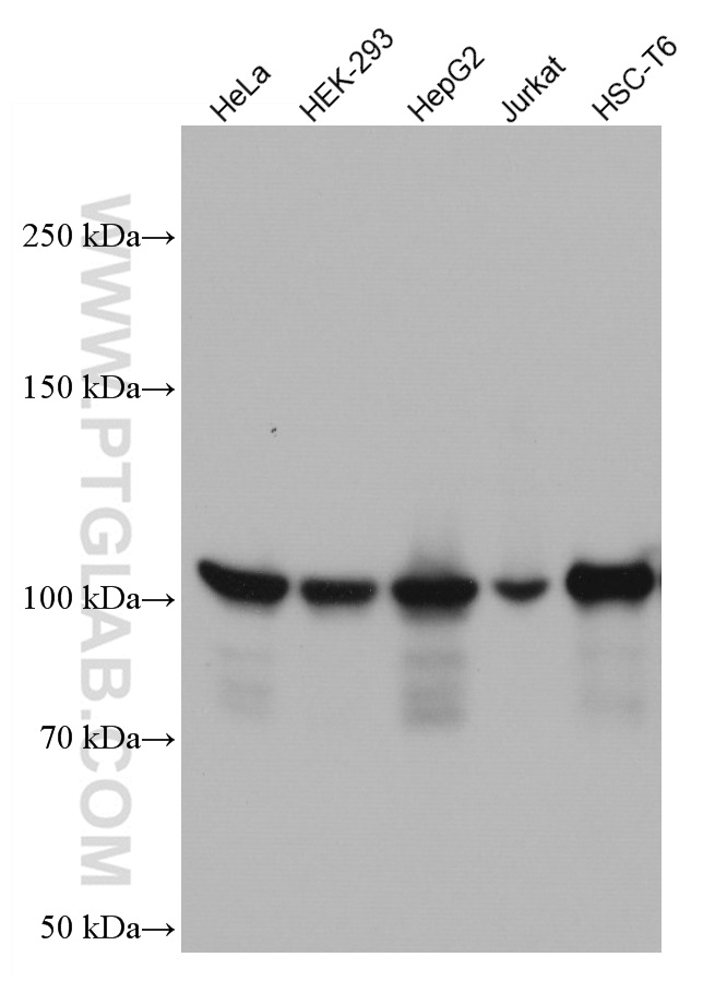 WB analysis using 66895-1-Ig