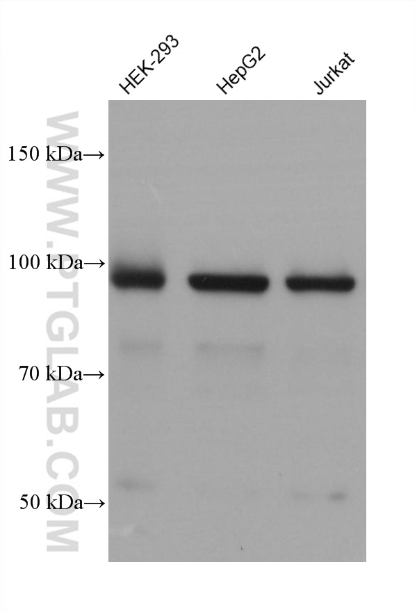WB analysis using 66895-1-Ig