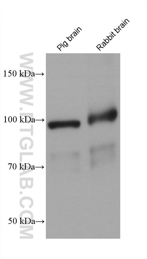 WB analysis using 66895-1-Ig