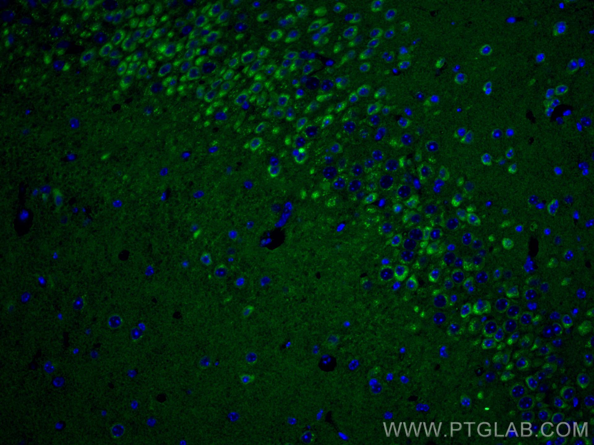 IF Staining of mouse brain using 67323-1-Ig