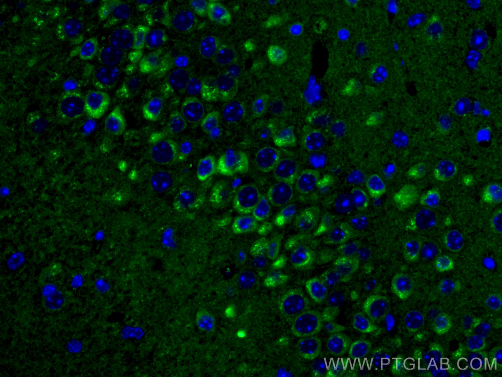 IF Staining of mouse brain using 67323-1-Ig