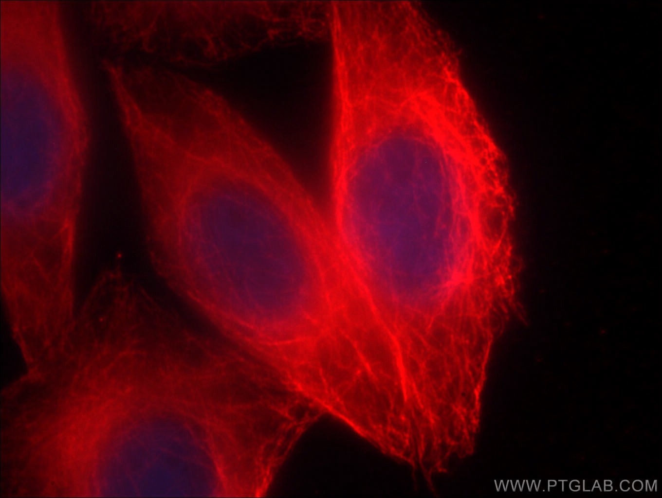 IF Staining of HepG2 using CL594-66031