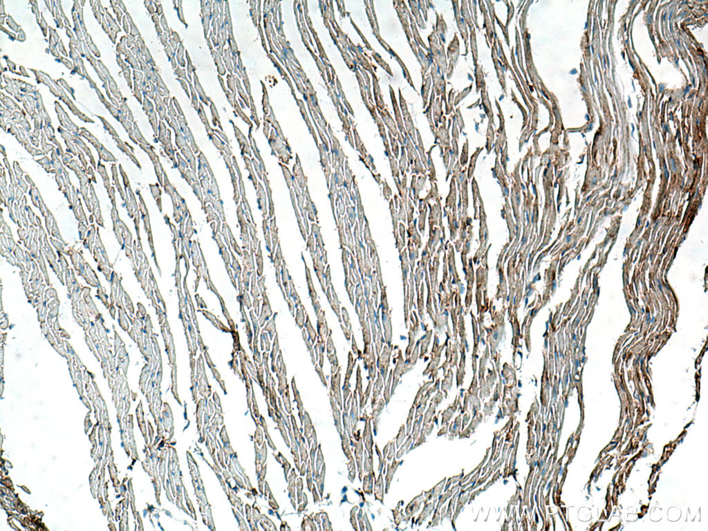 IHC staining of mouse heart using Biotin-60008