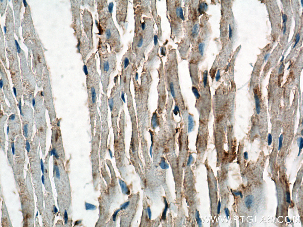 IHC staining of mouse heart using Biotin-60008