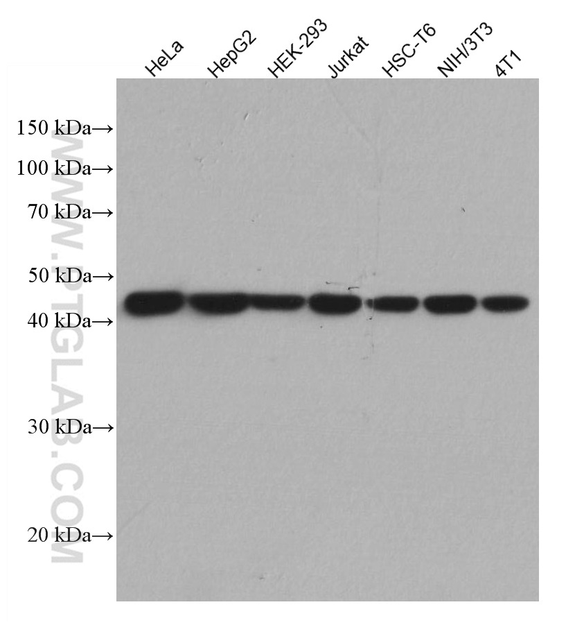 WB analysis using HRP-66009