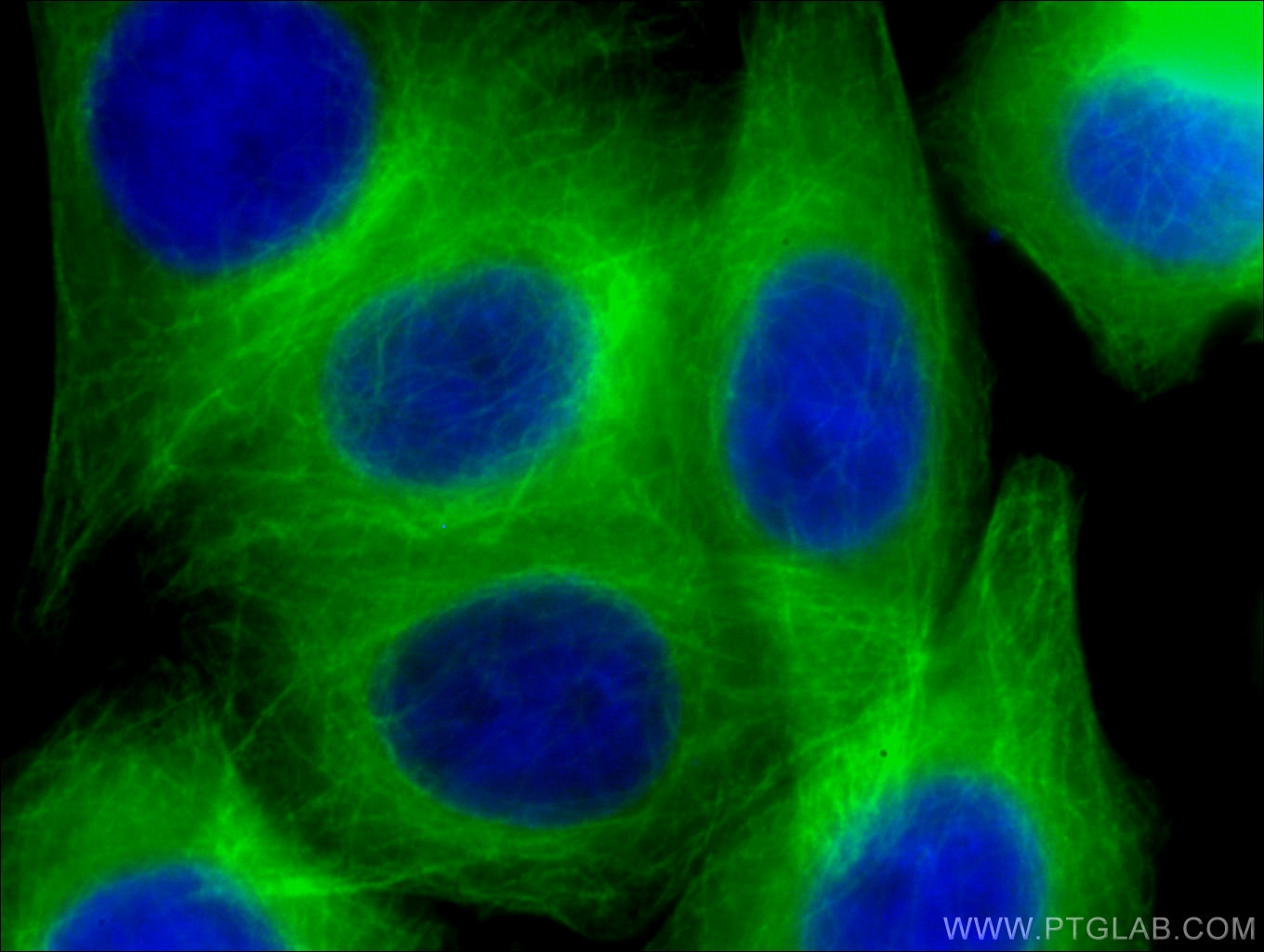 IF Staining of HepG2 using CL488-66240