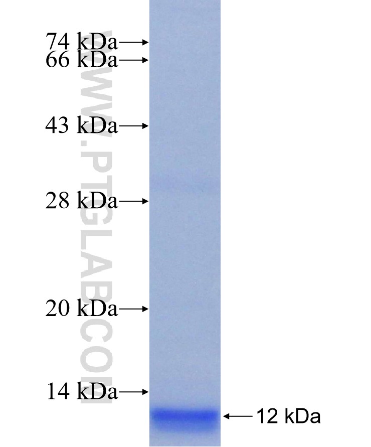 beta actin fusion protein Ag27042 SDS-PAGE