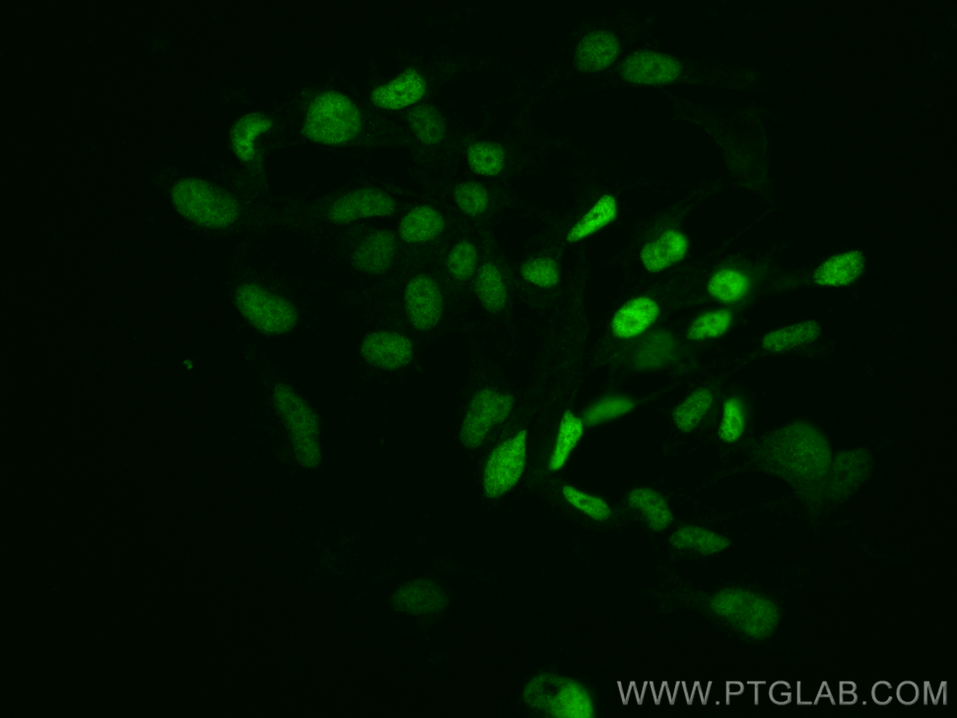 IF Staining of HEK-293 using CL488-10828