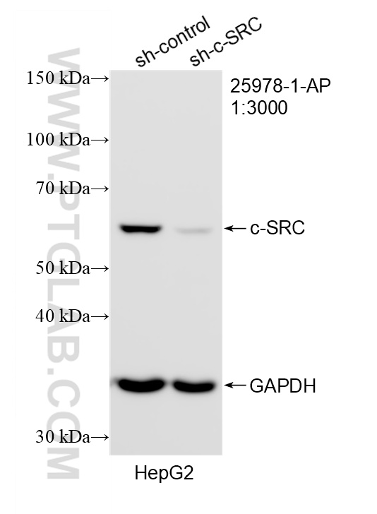 WB analysis of HepG2 using 25978-1-AP WB analysis of HepG2 using 25978-1-AP